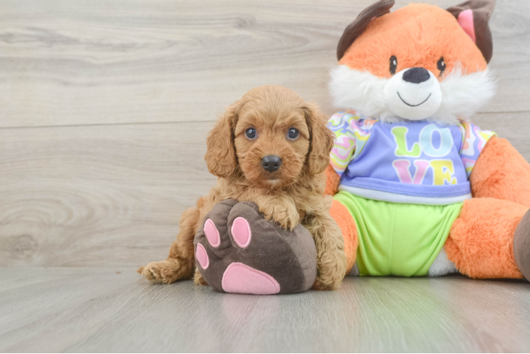 Best Cavapoo Baby