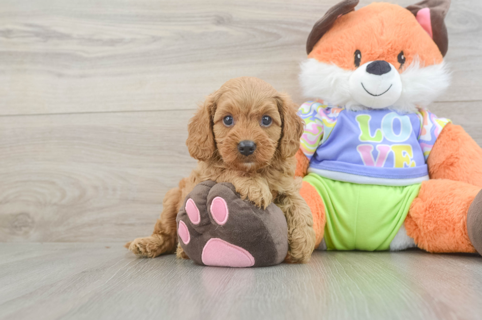 6 week old Cavapoo Puppy For Sale - Premier Pups