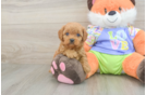 Cavapoo Puppy for Adoption
