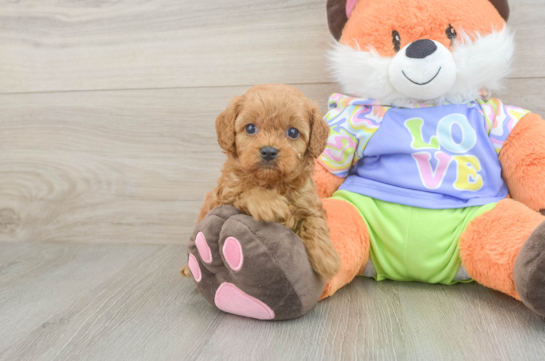 Cavapoo Puppy for Adoption