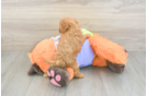 Cavapoo Puppy for Adoption
