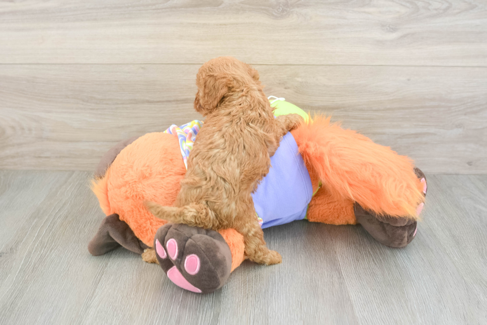 Cavapoo Puppy for Adoption