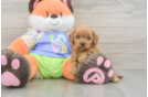 Petite Cavapoo Poodle Mix Pup