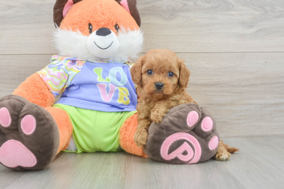 Petite Cavapoo Poodle Mix Pup