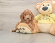 9 week old Cavapoo Puppy For Sale - Premier Pups