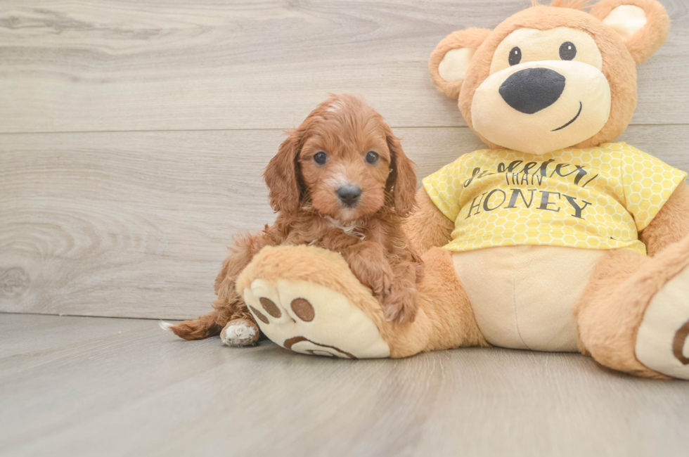 6 week old Cavapoo Puppy For Sale - Premier Pups