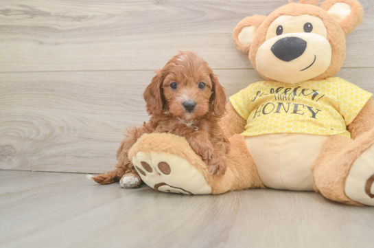 Cute Cavapoo Baby