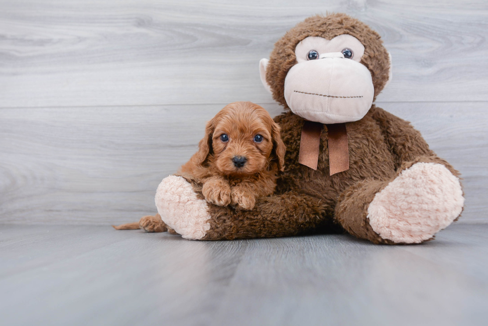 Cavapoo Pup Being Cute