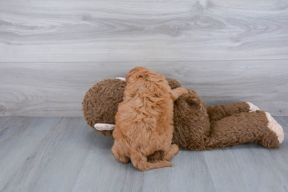 Smart Cavapoo Poodle Mix Pup