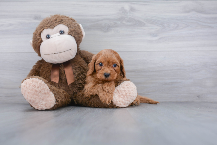 Cavapoo Pup Being Cute