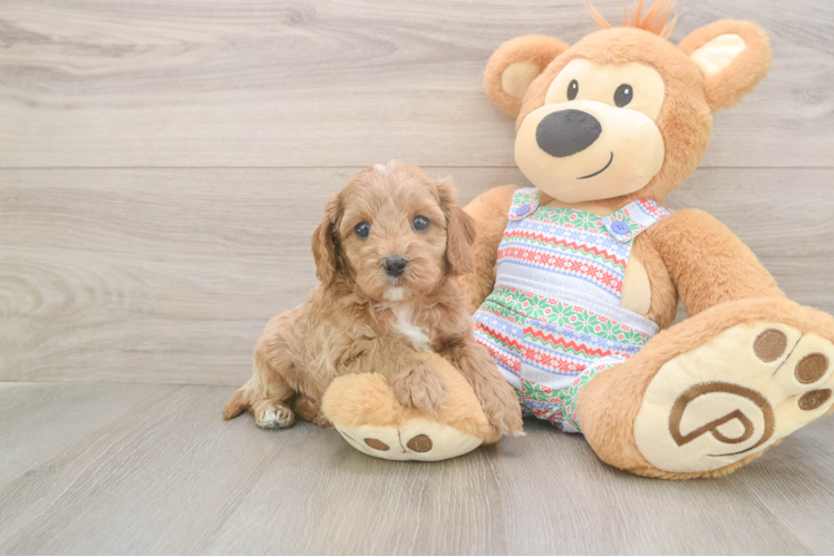 Cavapoo Puppy for Adoption
