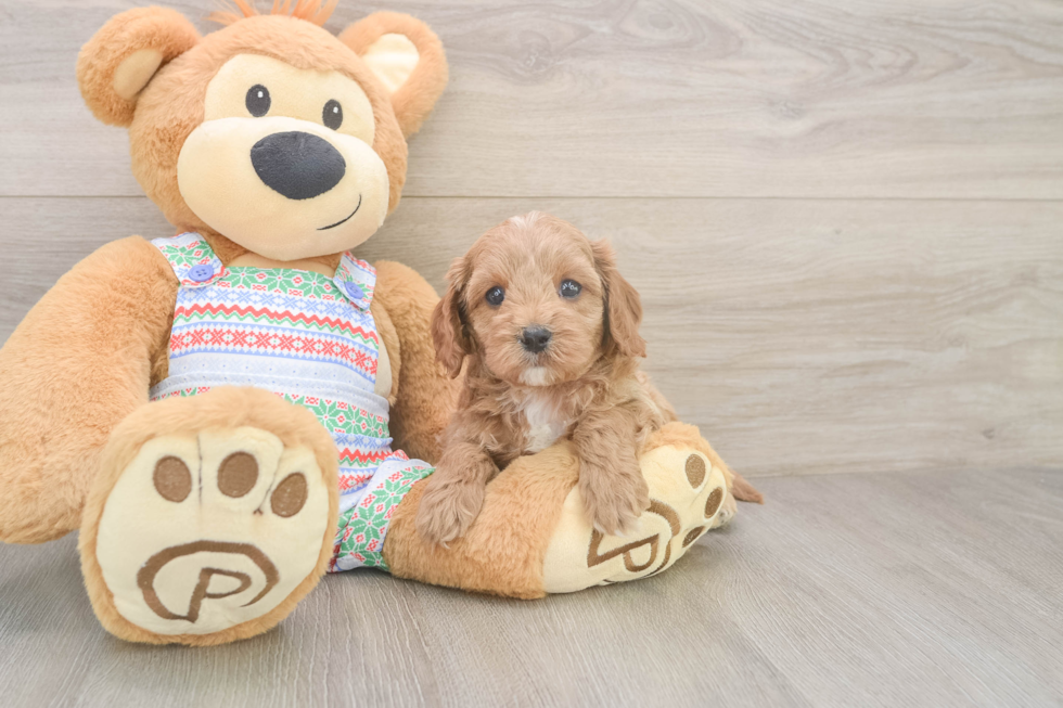 Cavapoo Pup Being Cute