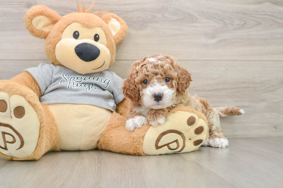 Adorable Cavalier King Charles Spaniel and Poodle Mix Poodle Mix Puppy