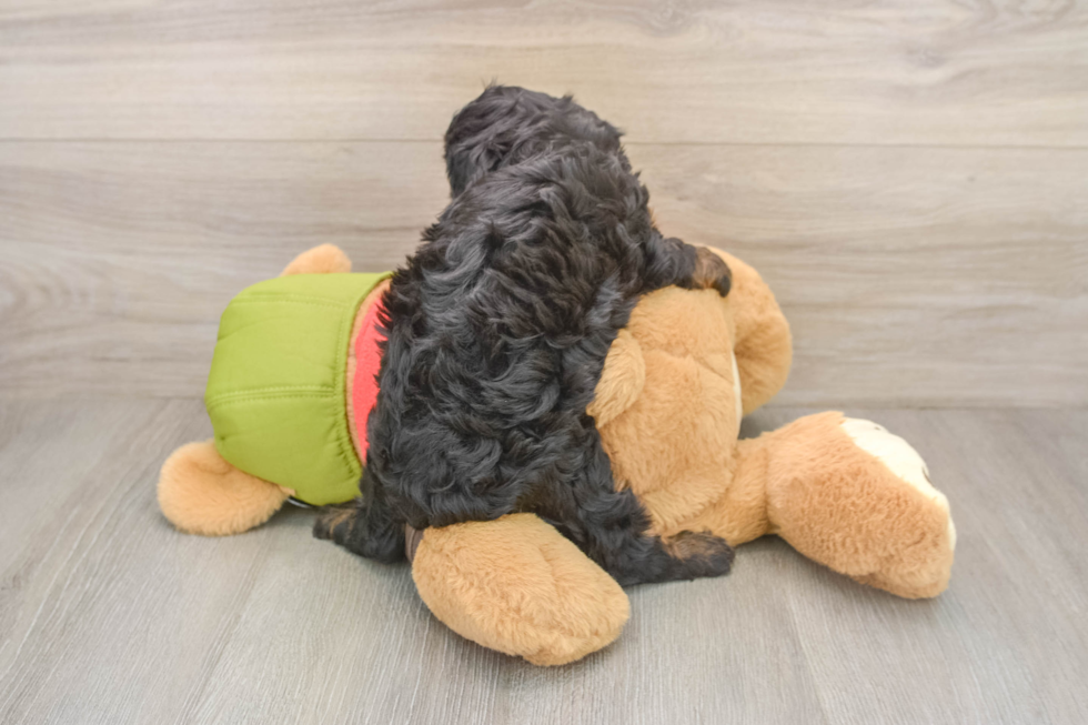 Best Cavapoo Baby