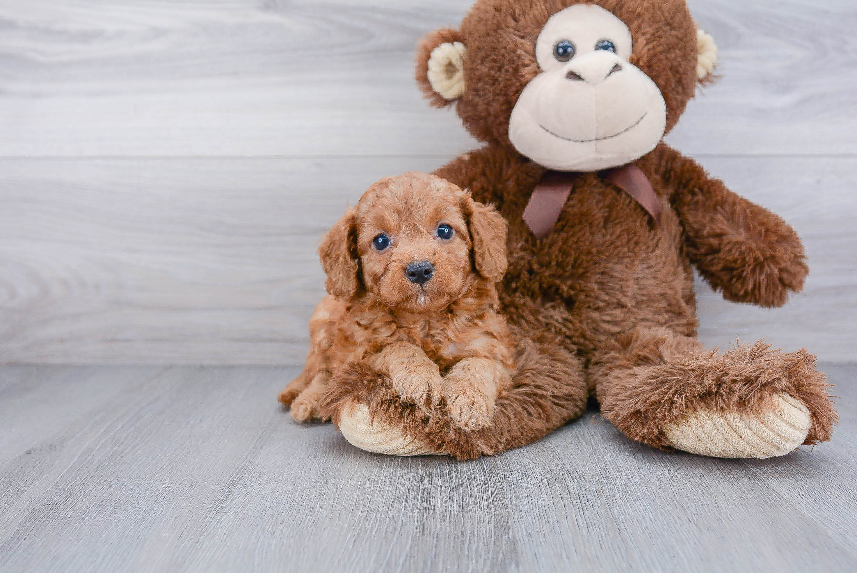 Friendly Cavapoo Baby