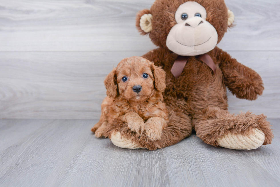 Friendly Cavapoo Baby