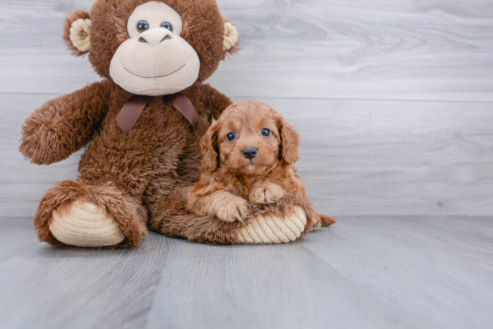 Smart Cavapoo Poodle Mix Pup