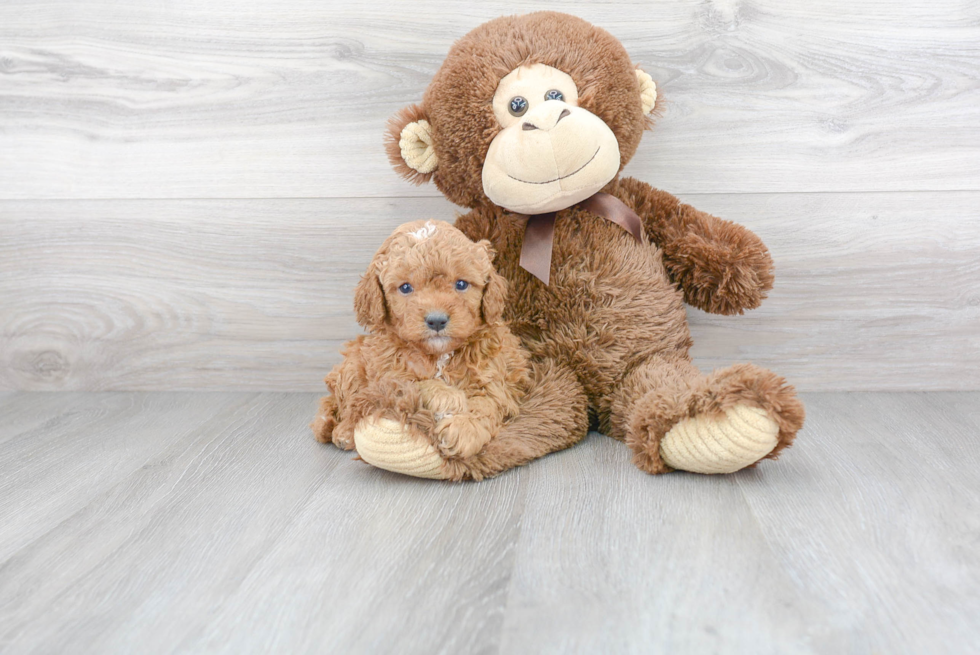 Cavapoo Pup Being Cute