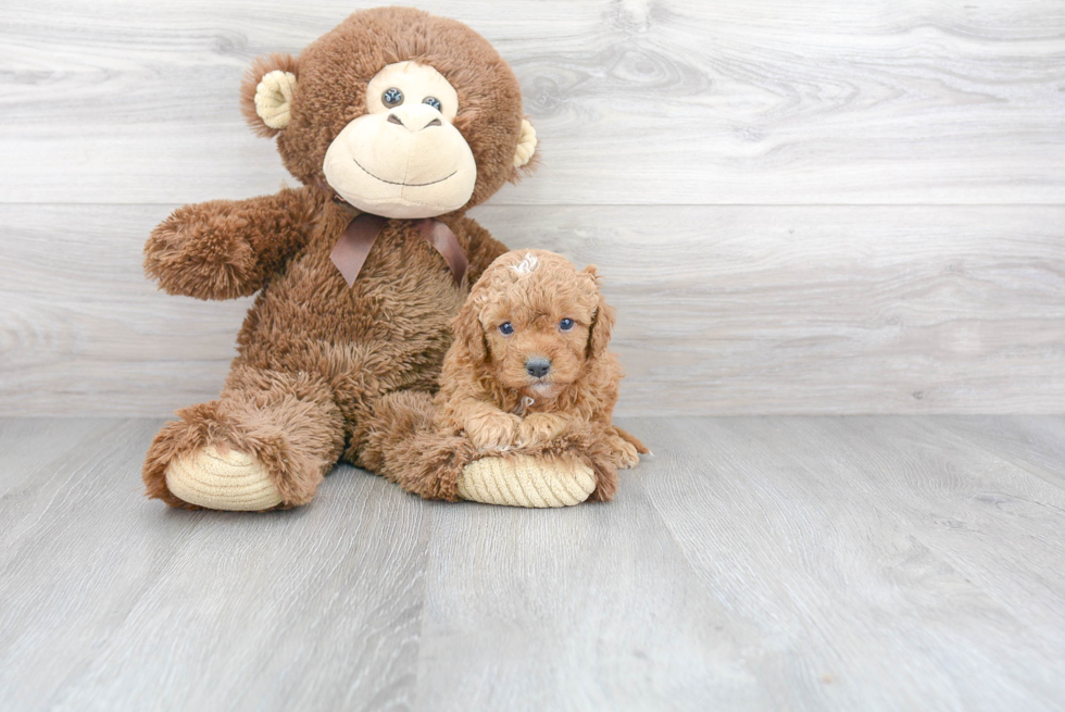 Cavapoo Pup Being Cute