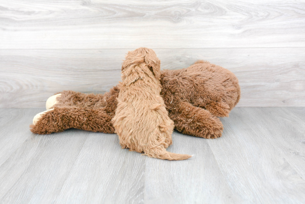 Friendly Cavapoo Baby