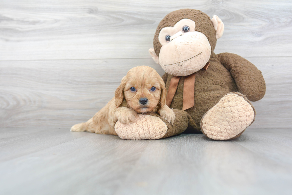 Cavapoo Puppy for Adoption