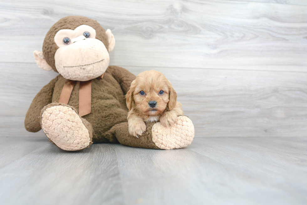 Cavapoo Puppy for Adoption