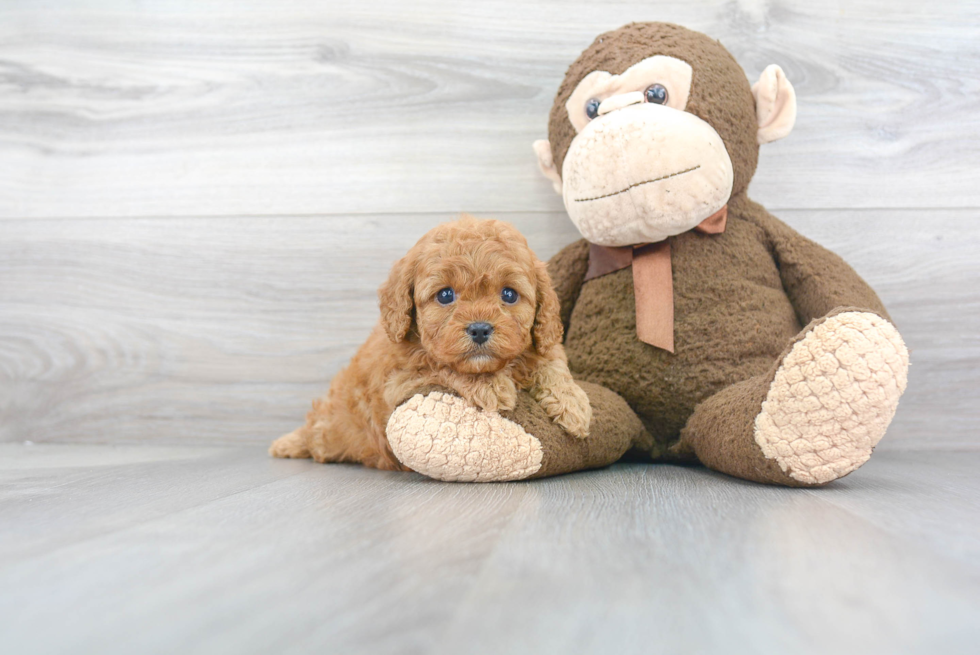 Cavapoo Puppy for Adoption