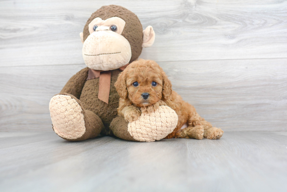 Best Cavapoo Baby