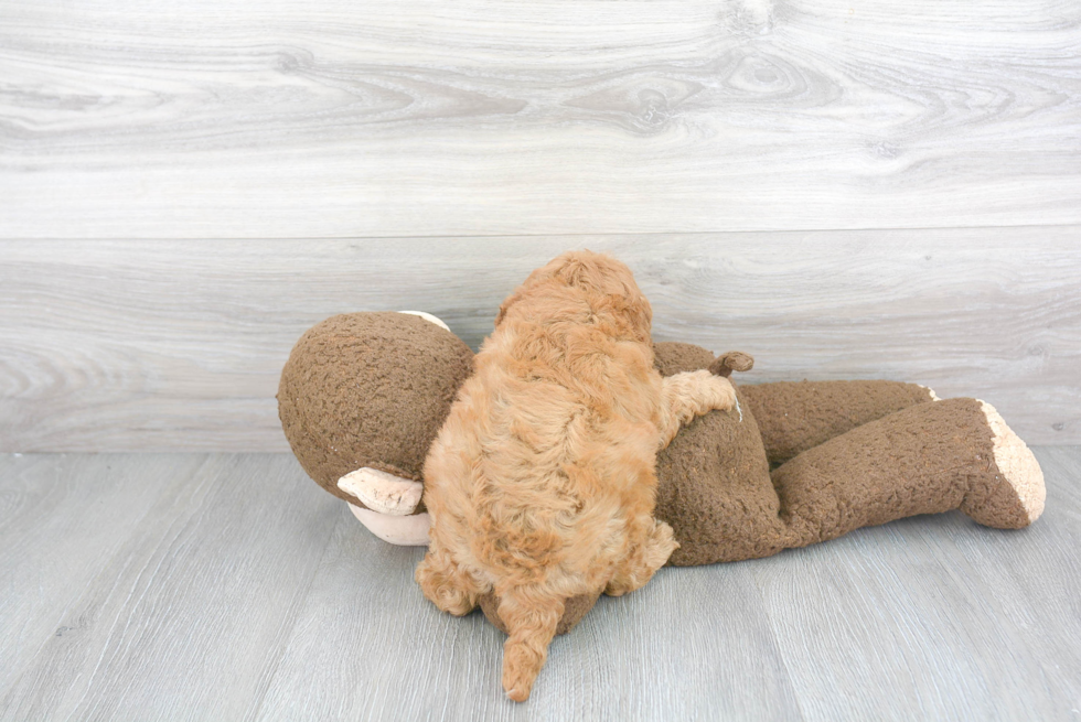 Playful Cavoodle Poodle Mix Puppy