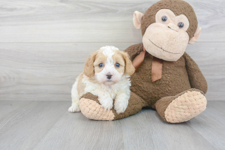 Happy Cavapoo Baby