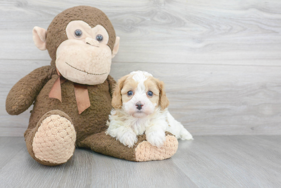 Fluffy Cavapoo Poodle Mix Pup