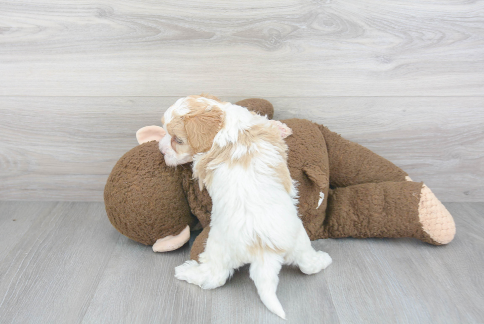 Playful Cavoodle Poodle Mix Puppy