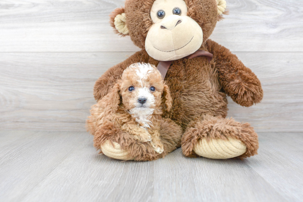 Cavapoo Puppy for Adoption