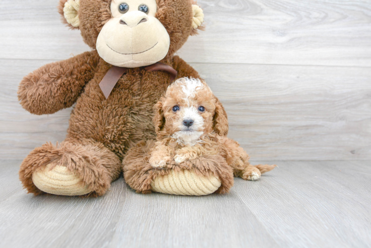 Happy Cavapoo Baby