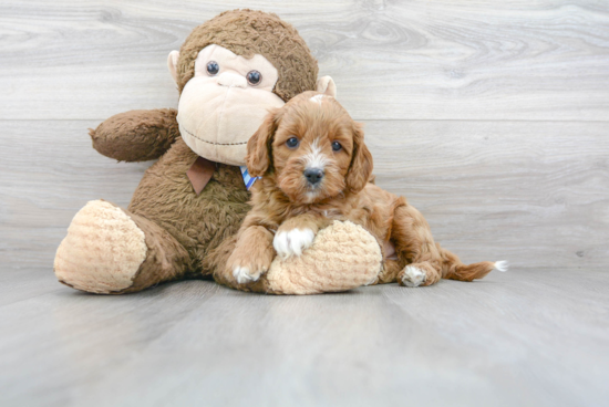 Best Cavapoo Baby