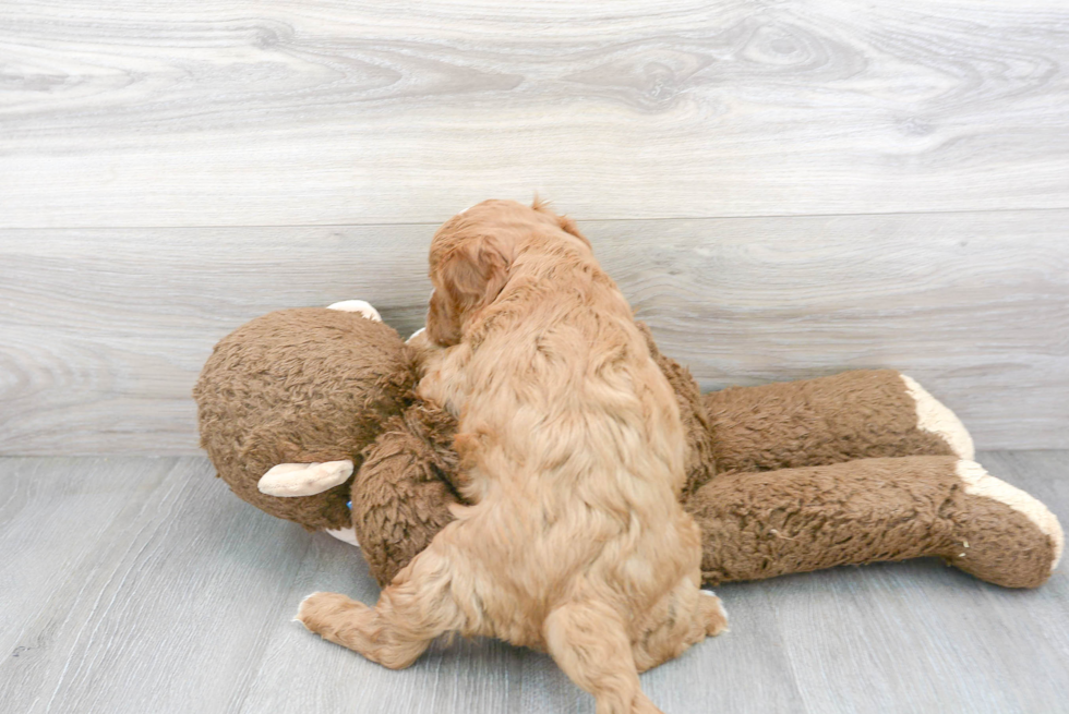 Sweet Cavapoo Baby