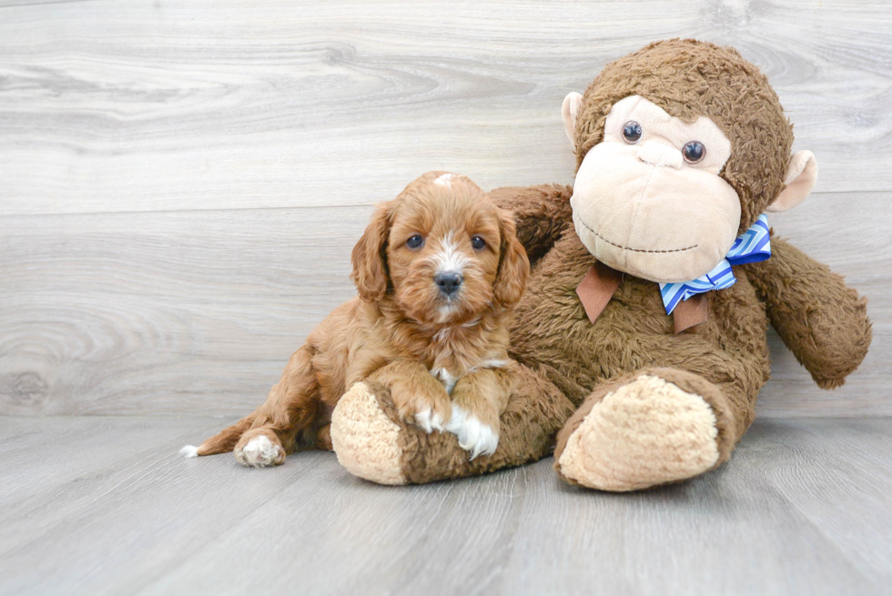 Small Cavapoo Baby