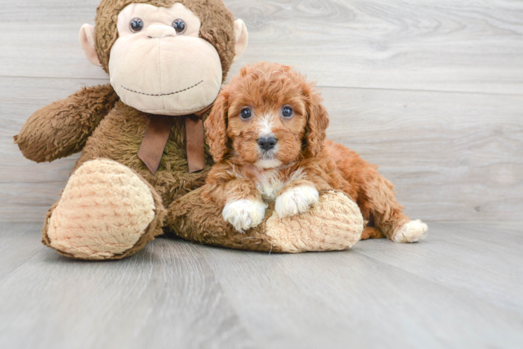 Hypoallergenic Cavoodle Poodle Mix Puppy