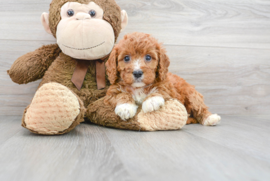 Hypoallergenic Cavoodle Poodle Mix Puppy