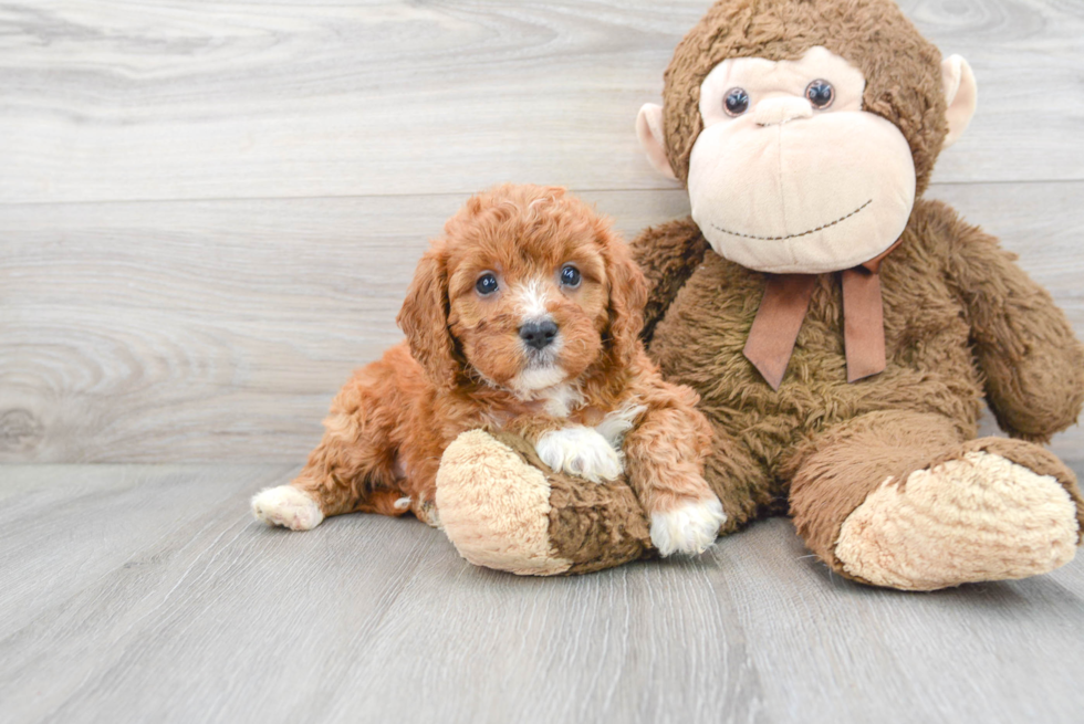 Funny Cavapoo Poodle Mix Pup