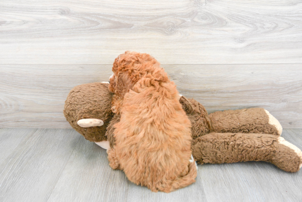 Cavapoo Pup Being Cute