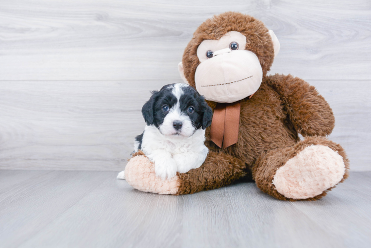 Funny Cavapoo Poodle Mix Pup