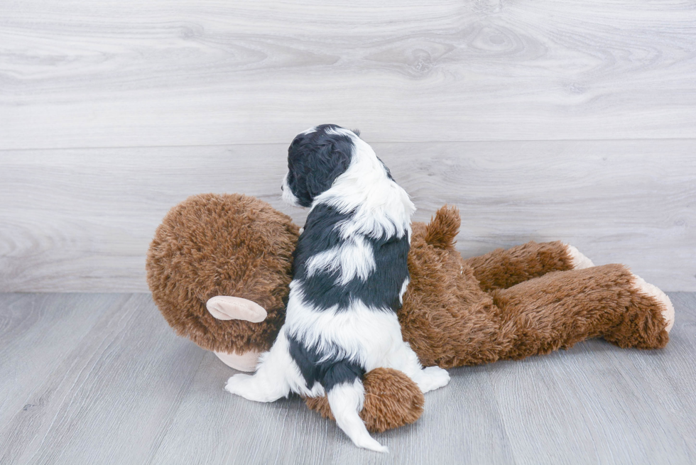 Cavapoo Pup Being Cute