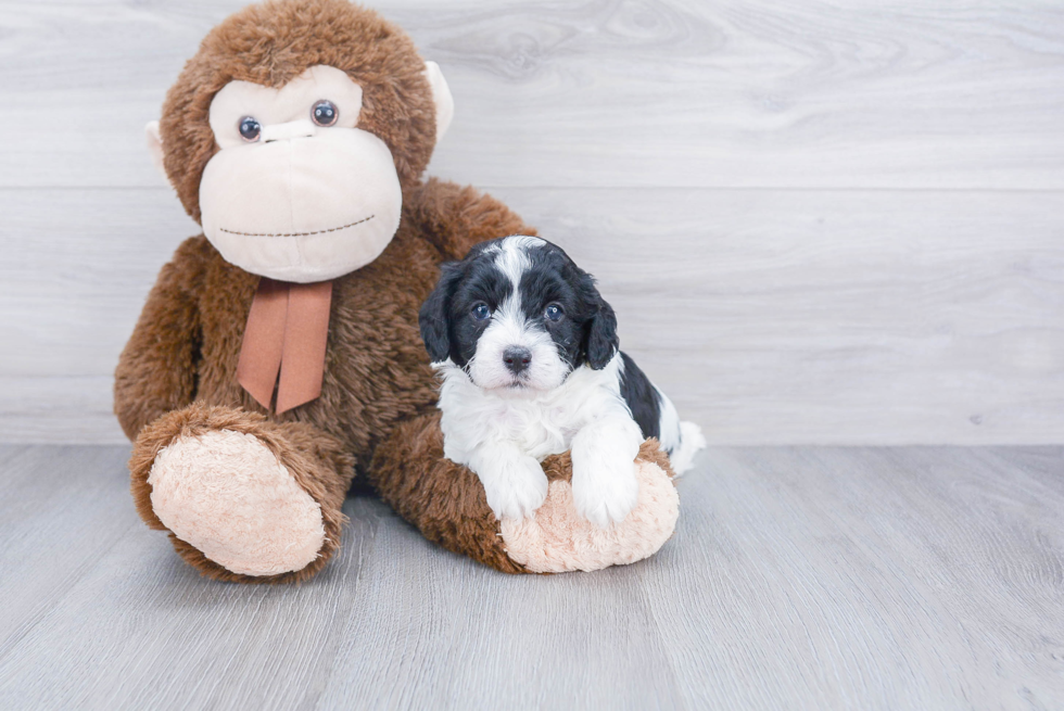 Best Cavapoo Baby