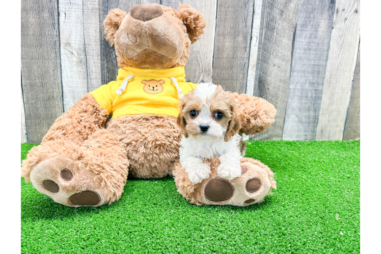 Cute Cavapoo Baby