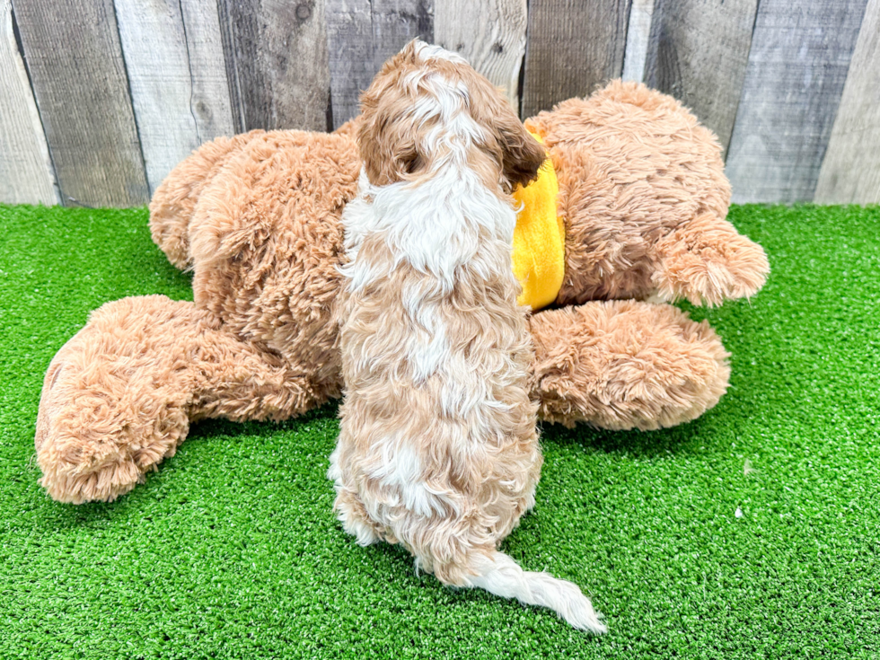 Smart Cavapoo Poodle Mix Pup