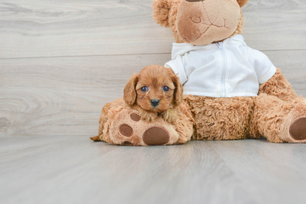 Cavapoo Puppy for Adoption