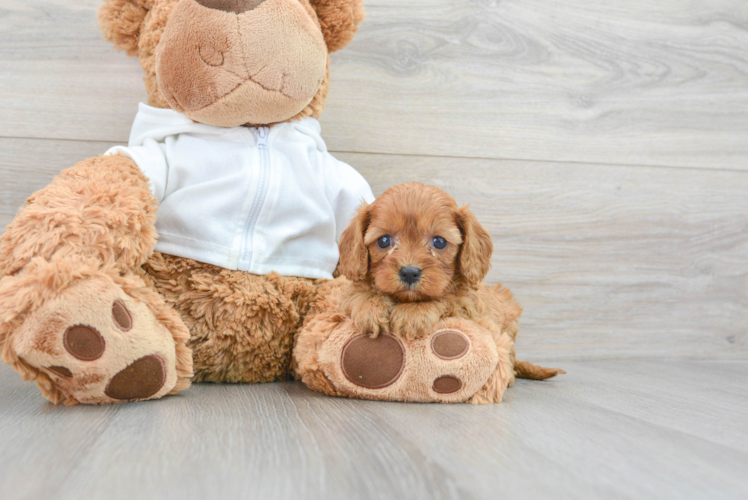 Cavapoo Pup Being Cute