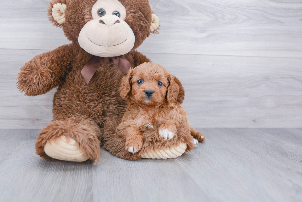 Adorable Cavoodle Poodle Mix Puppy