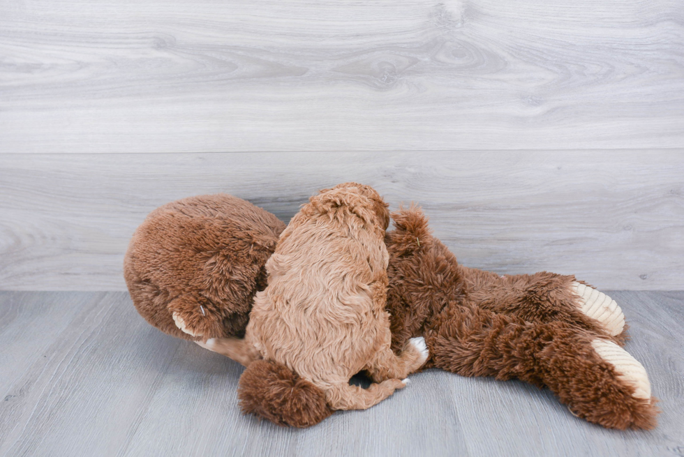 Popular Cavapoo Poodle Mix Pup